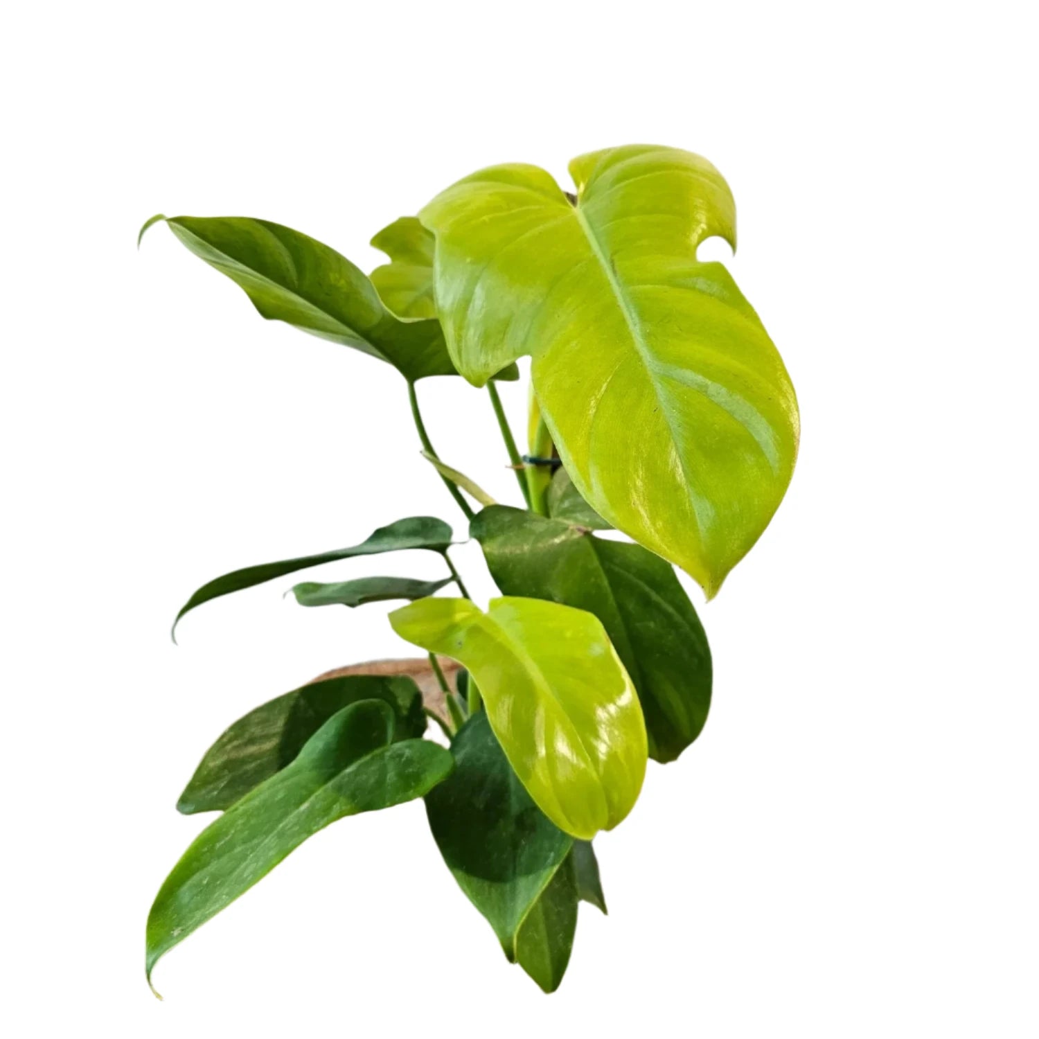 Philodendron Bipennifolium Aurea - 4"