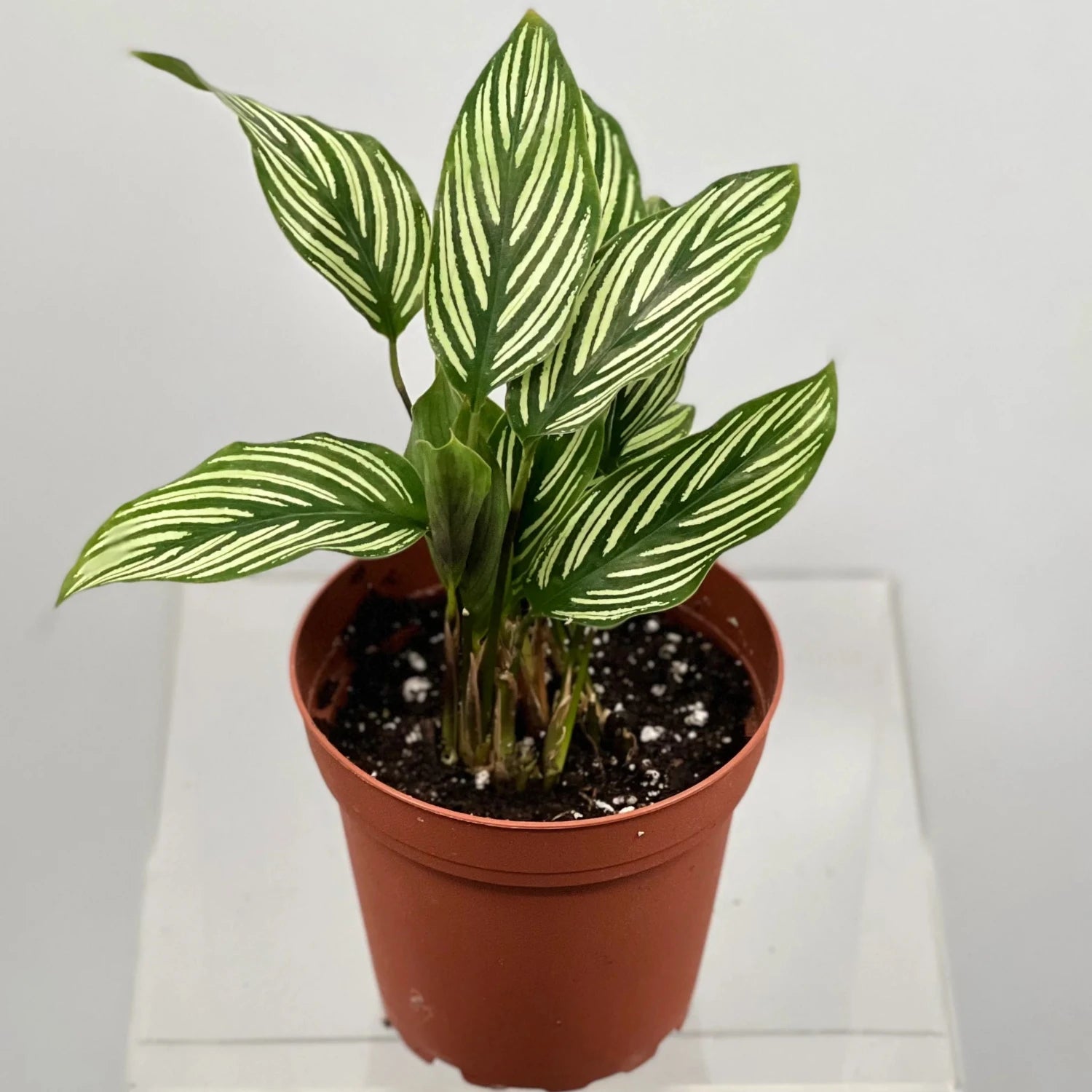 Calathea Vittata (Peacock Plant) - 4"