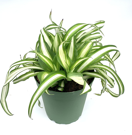 Variegated Spider Plant - 4''