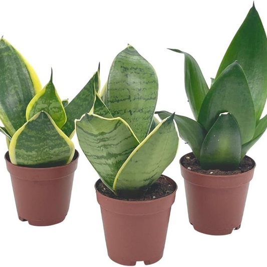 3 Snake Plant - Sansevieria Assorted Variety