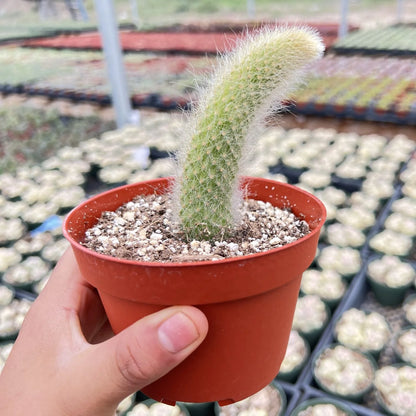 Monkey Tail Cactus - 4"