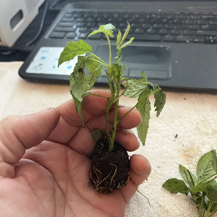 White Blackberry 4 plants. “Snowbank” Very Sweet