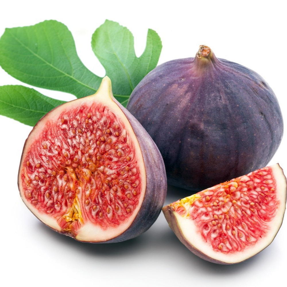 Fig Tree Edible Live Plants 2 Violet de Bordeaux