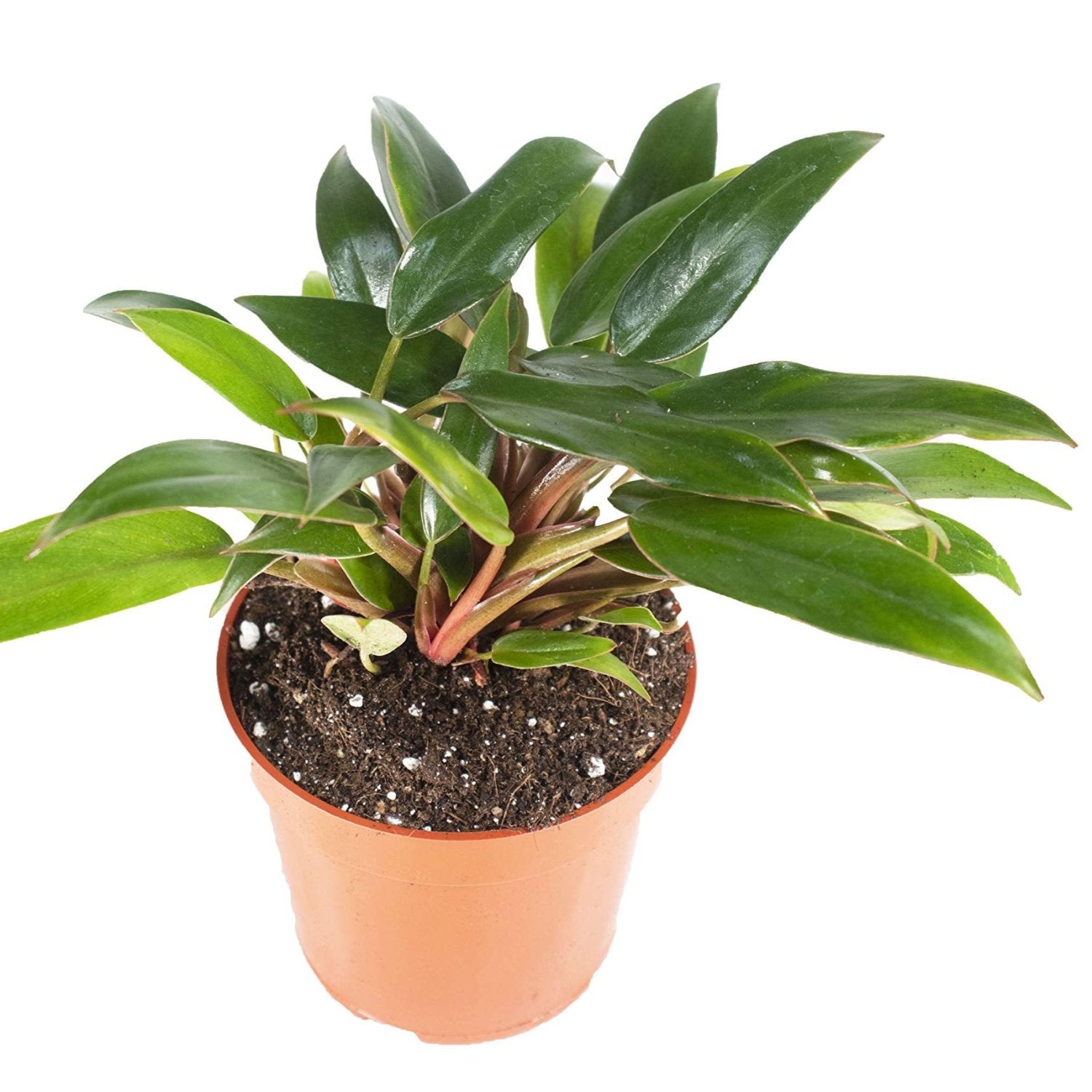 Philodendron Super Dwarf Red - 4''