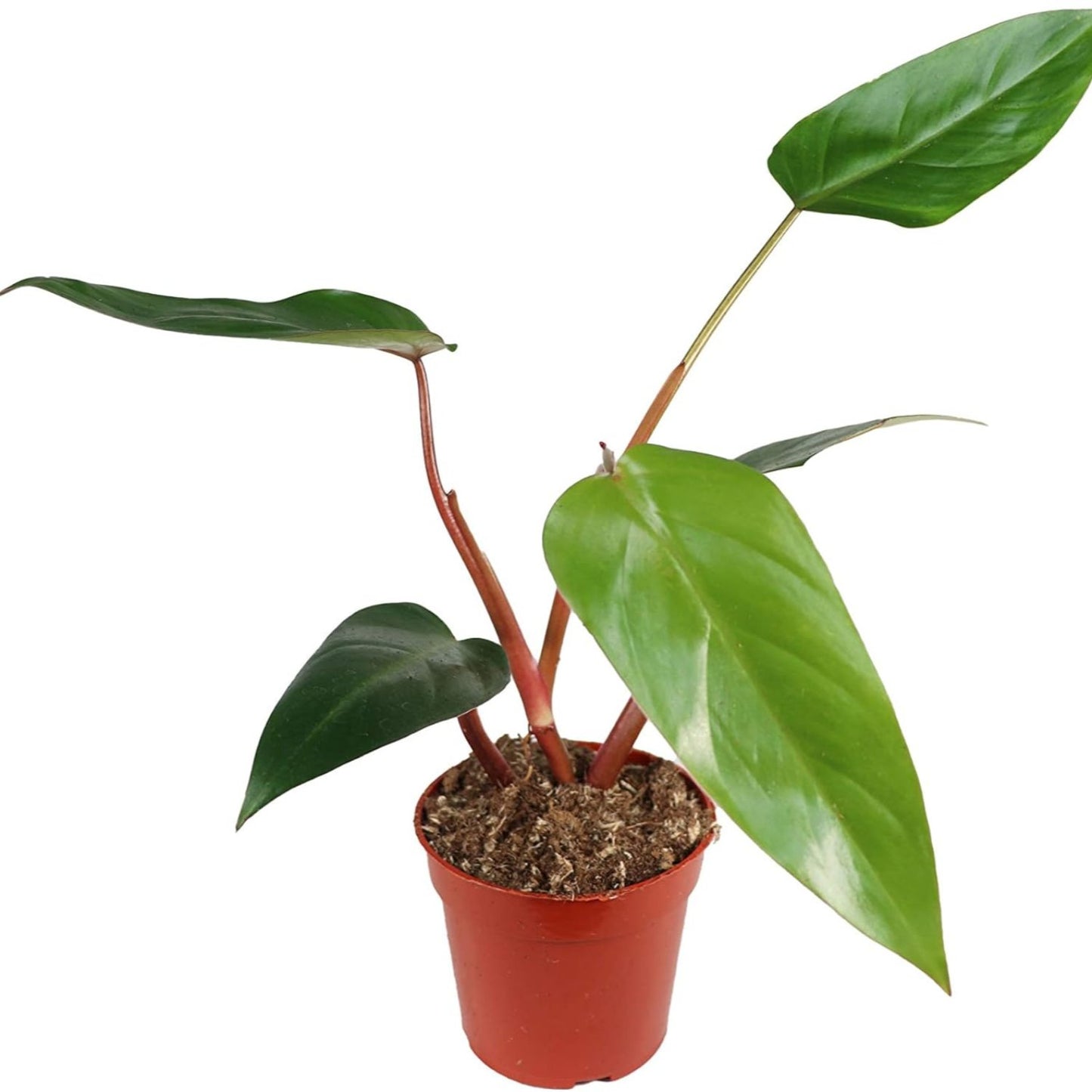 Philodendron Emerald Red - 4''