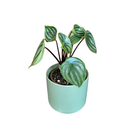 Watermelon Peperomia - 4''