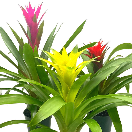 Bromeliad Guzmania Assorted Colors Choice Orange, Purple, Yellow - 6''