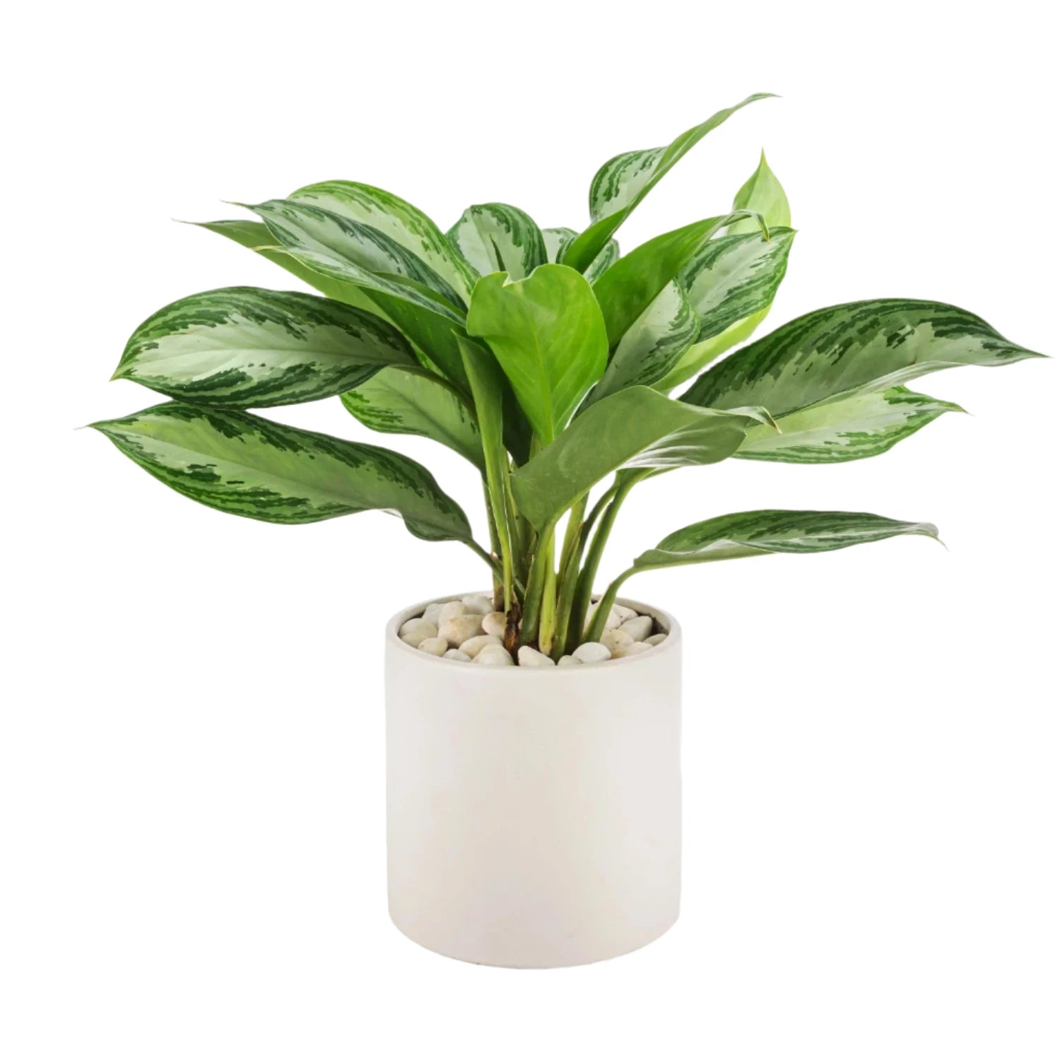 Chinese Evergreen - 6"