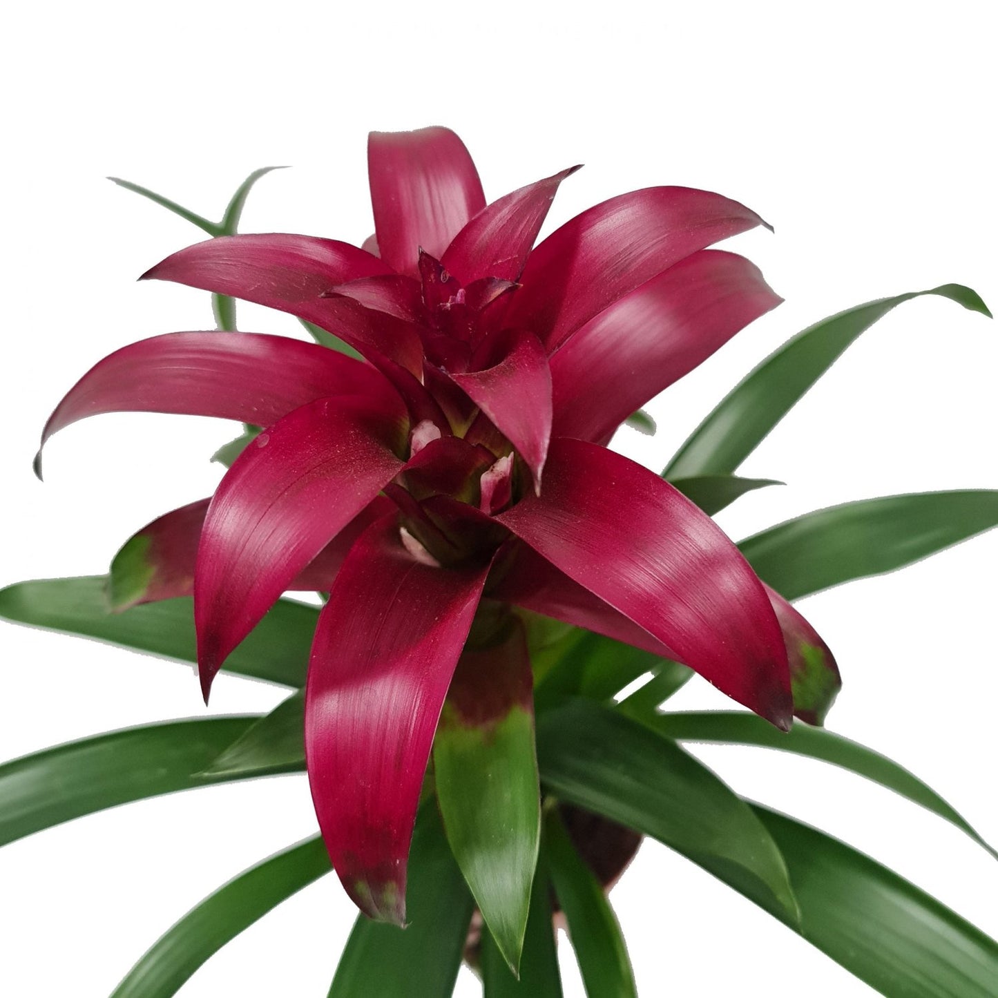 Purple Bromeliad -4''