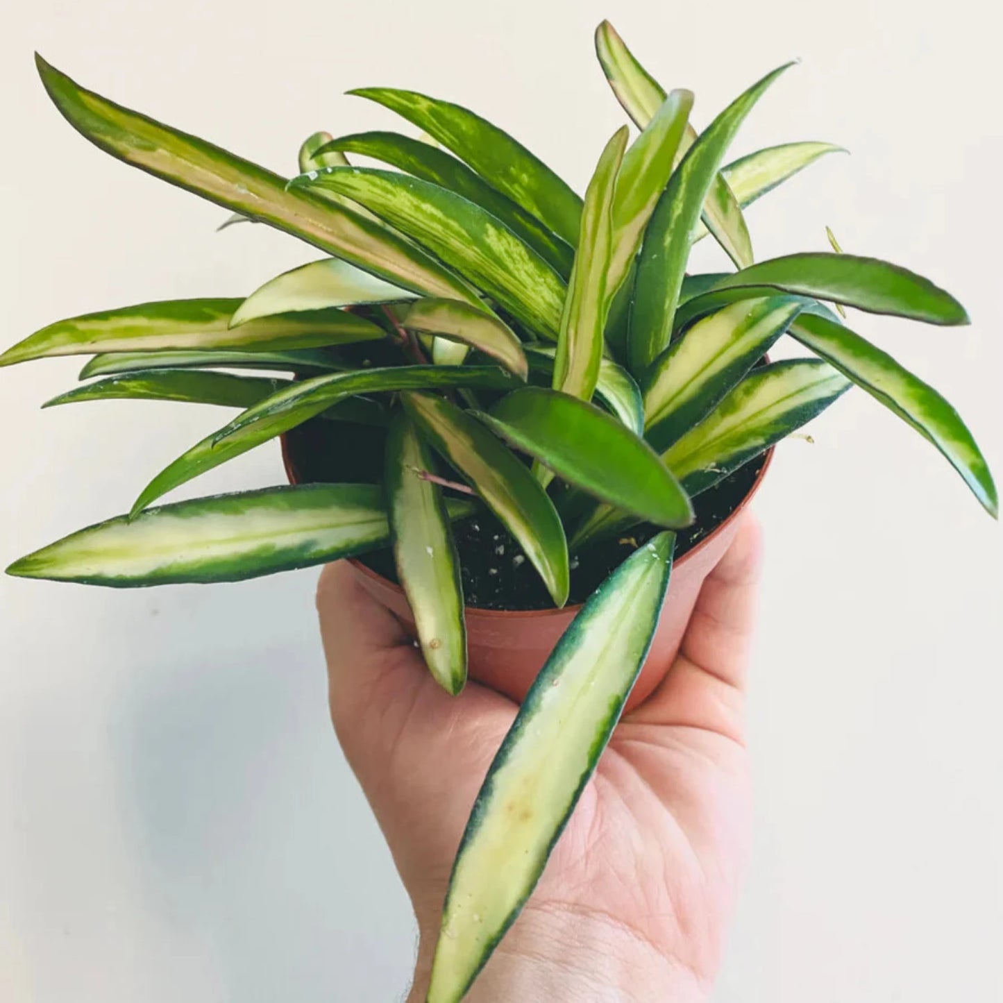 Hoya Wayetii Variegated - 4"