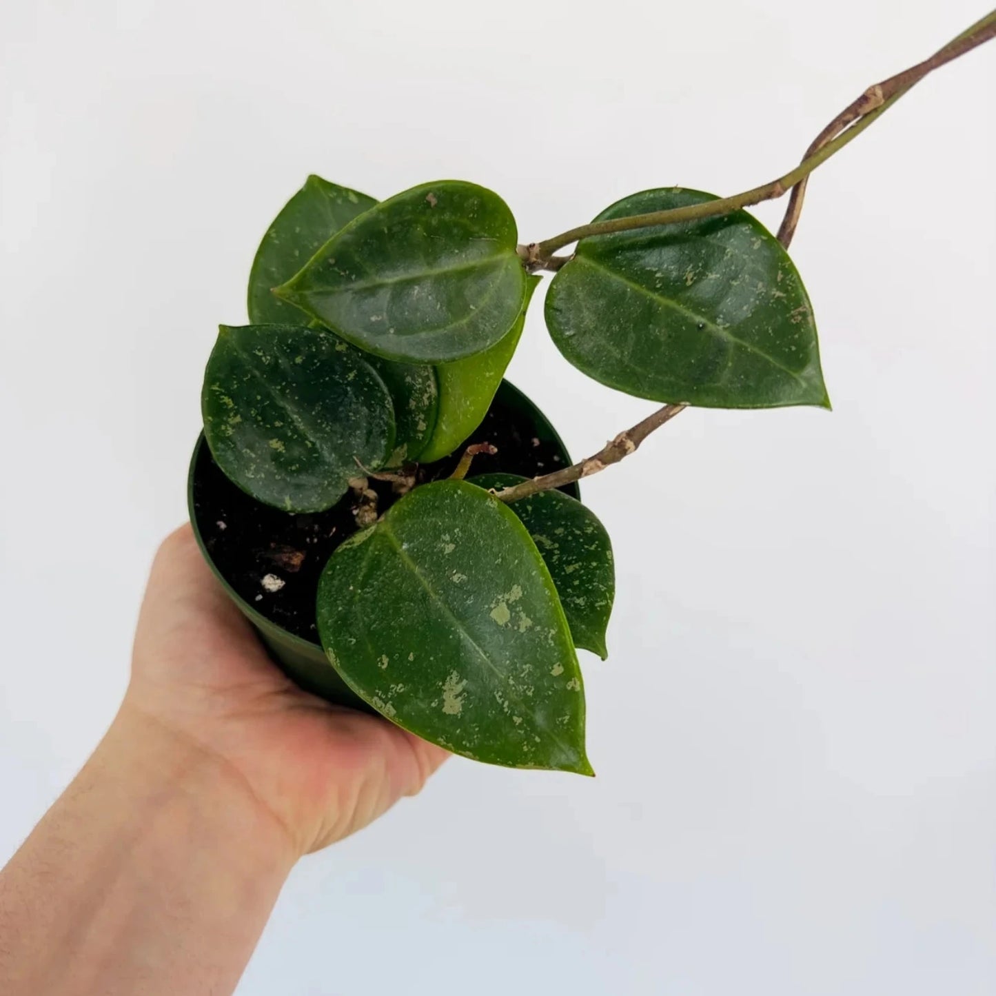 Hoya Acuta splash Verticillata - 4''