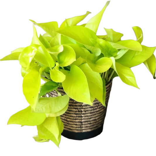 Neon Pothos - 6"