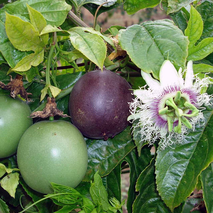 Passion Flower Possum Purple 8 Plants Special