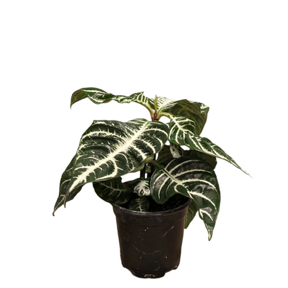 Aphelandra Zebra Plant - 4''