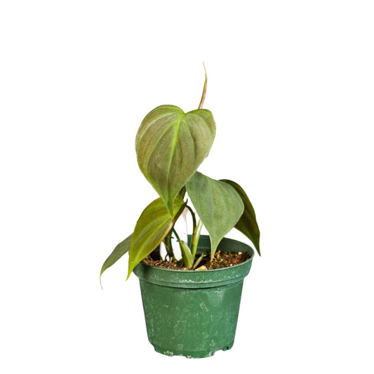 Philodendron Camposportoanum 4"