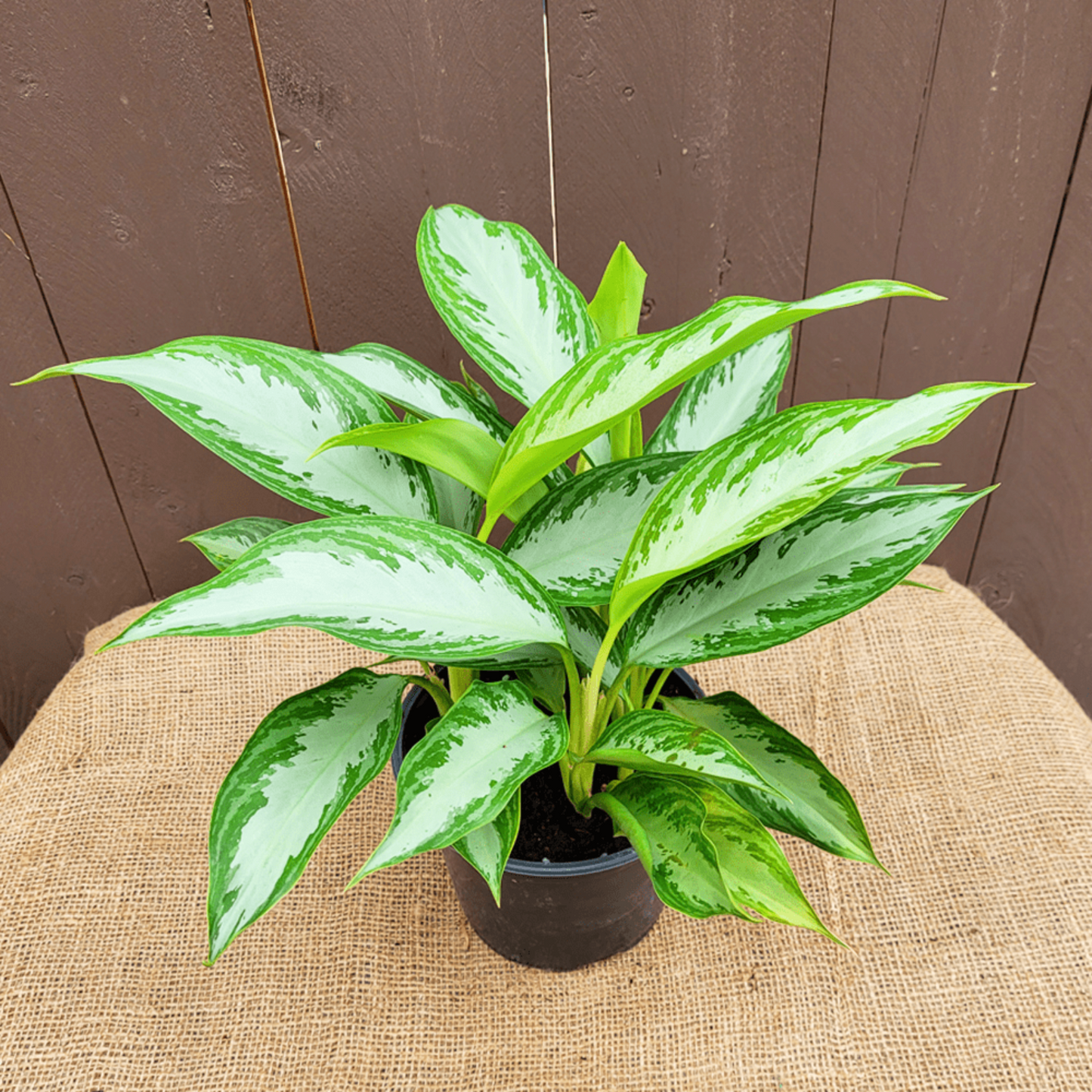 Aglaonema Silver Bay - 6"