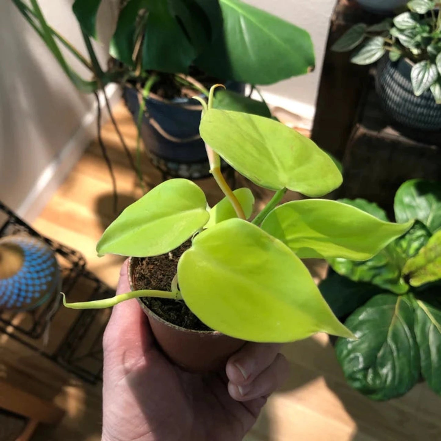 Philodendron Neon Cordatum - 2"