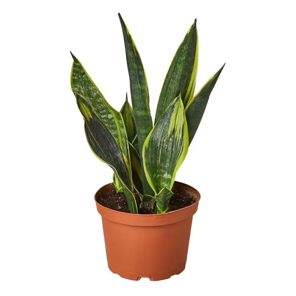 Sansevieria Gold Flame - 6"