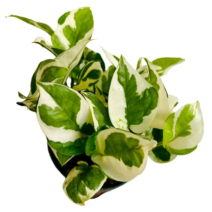 Pothos ('N Joy') - 4''