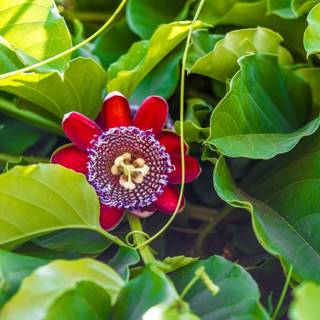 Passiflora quadrangularis Giant Granadilla | 4 LIVE STARTER PLANTS SALE!