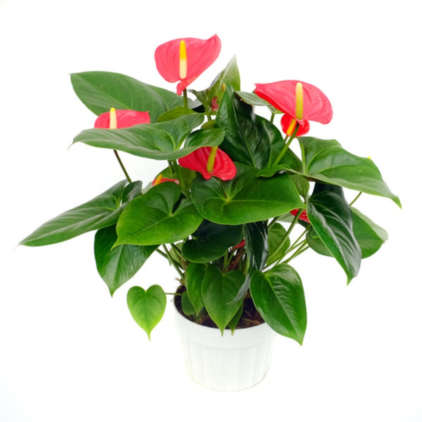 Surprise Anthurium - 4"