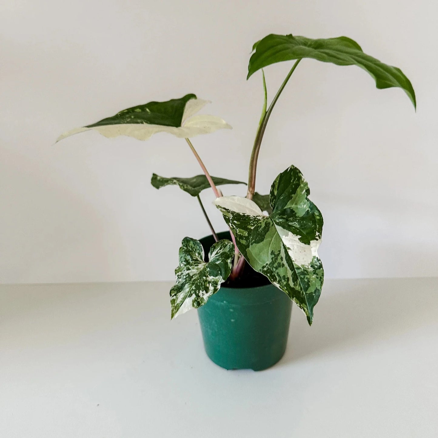 Syngonium Podophyllum Albo-Variegatum-2''