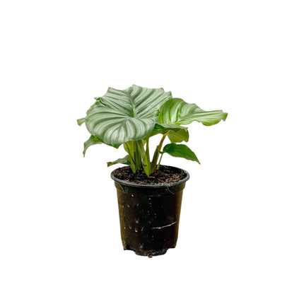 Calathea Orbifolia - 4''