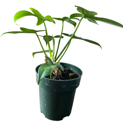 Philodendron Pedatum - 4"