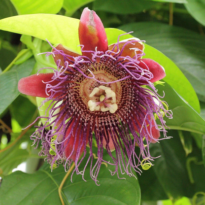 Giant Granadilla Passion Flower - Edible Passion Fruit