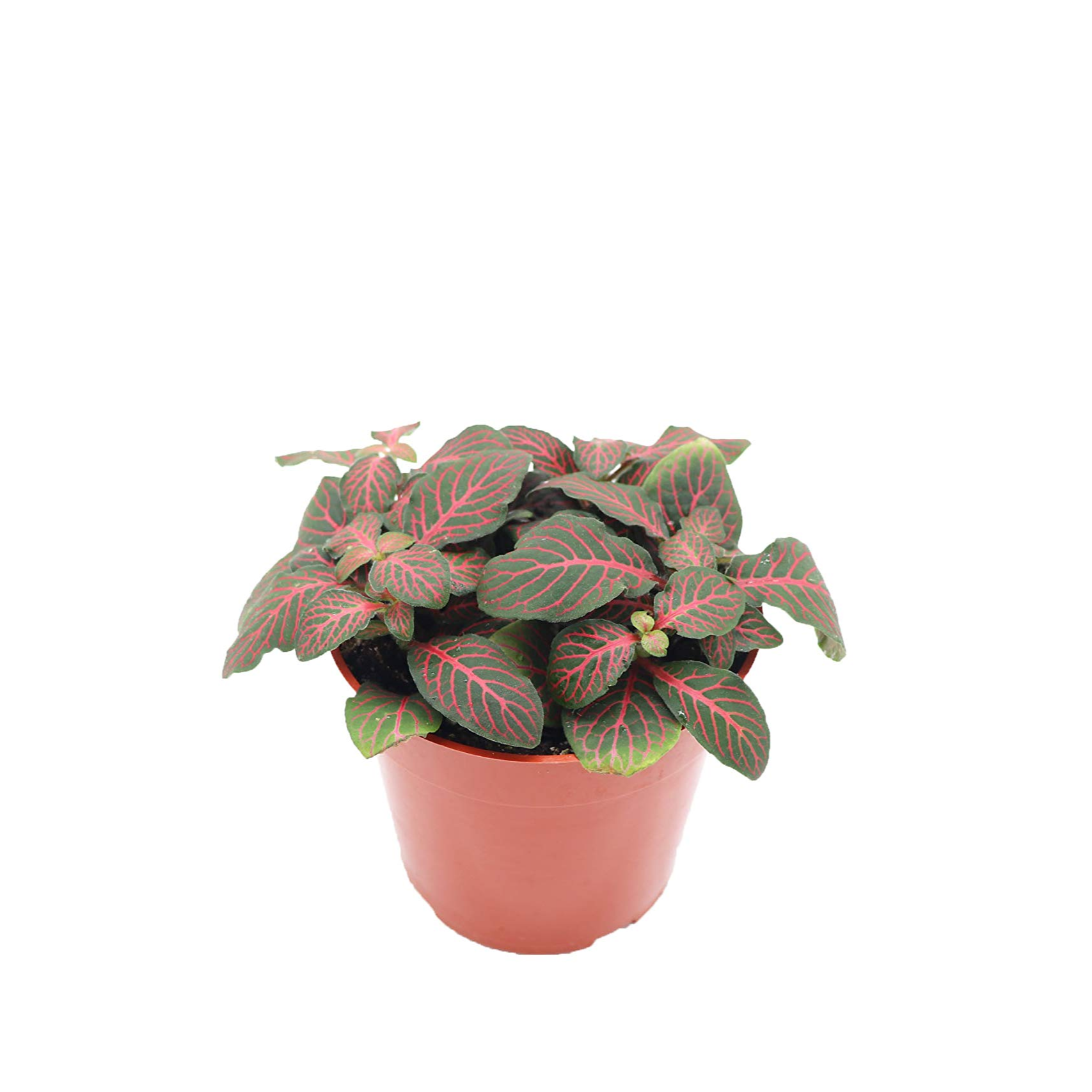 Red Fittonia - 4"