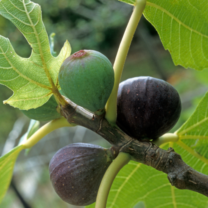 Fig Tree 2 Live Plants - "Beers Black" COLD HARDY