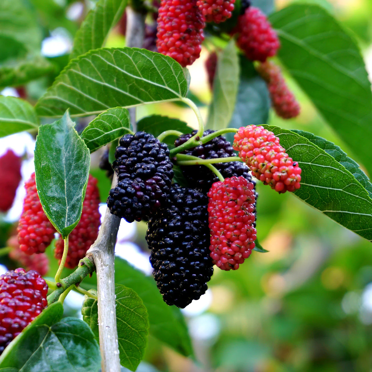 Mulberry Tree - 'Dwarf Everbearing' - 2 Plants