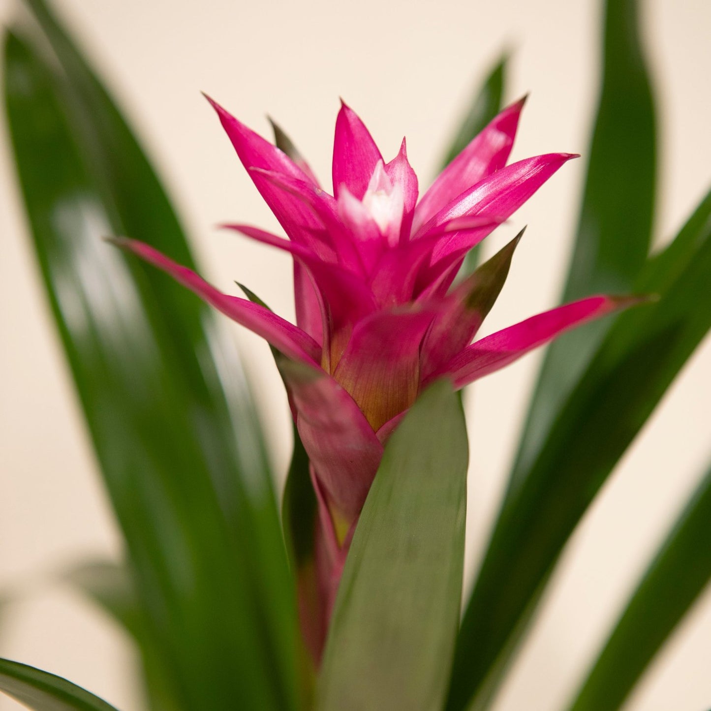 Purple Bromeliad -4''