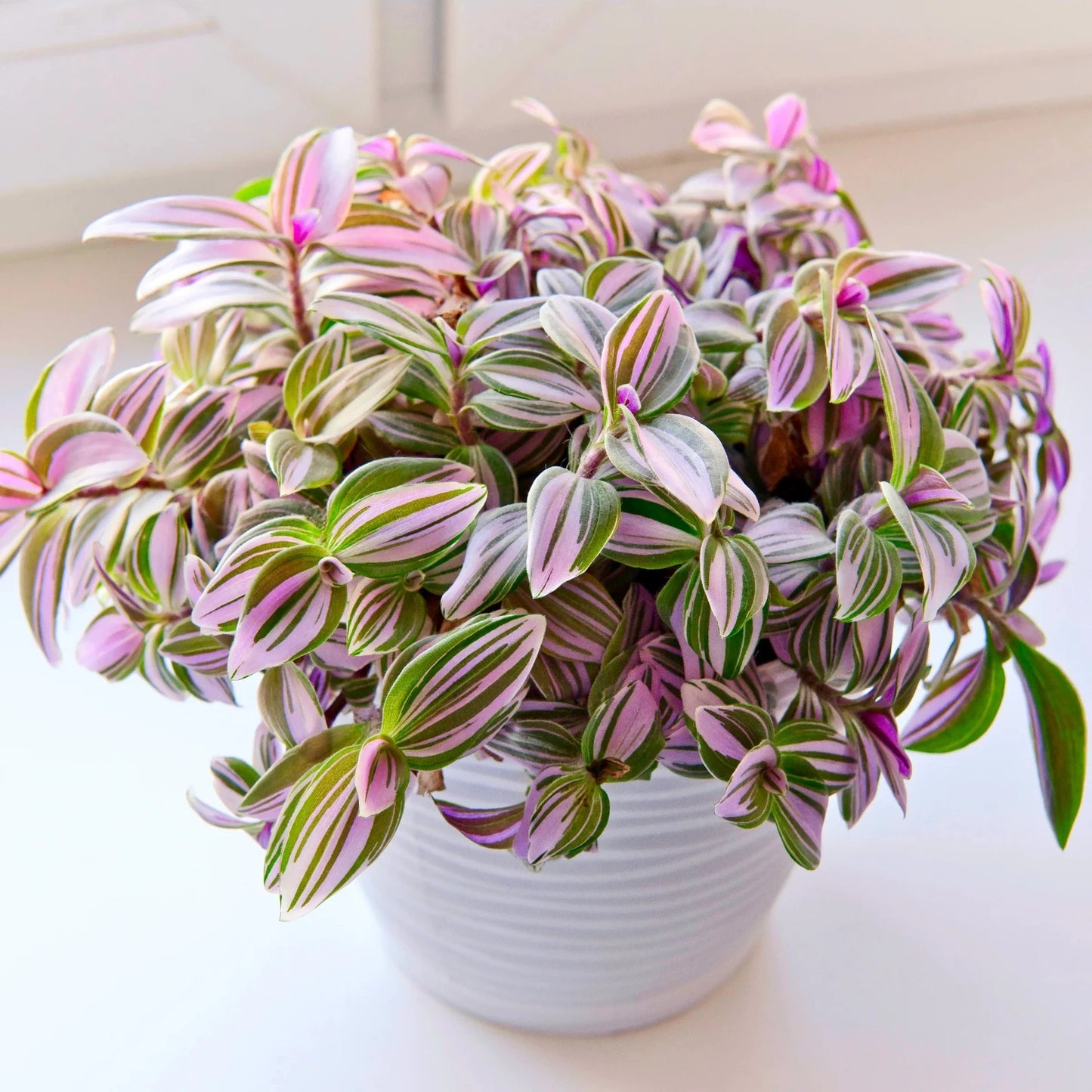 Pink Wandering Jew -Rare Nanouk - 6"