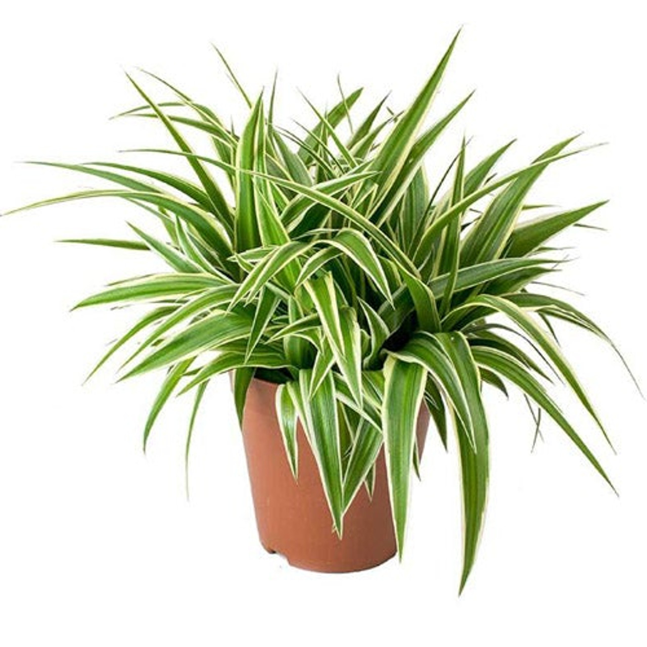 Ocean Spider Plant Variegated - 6''