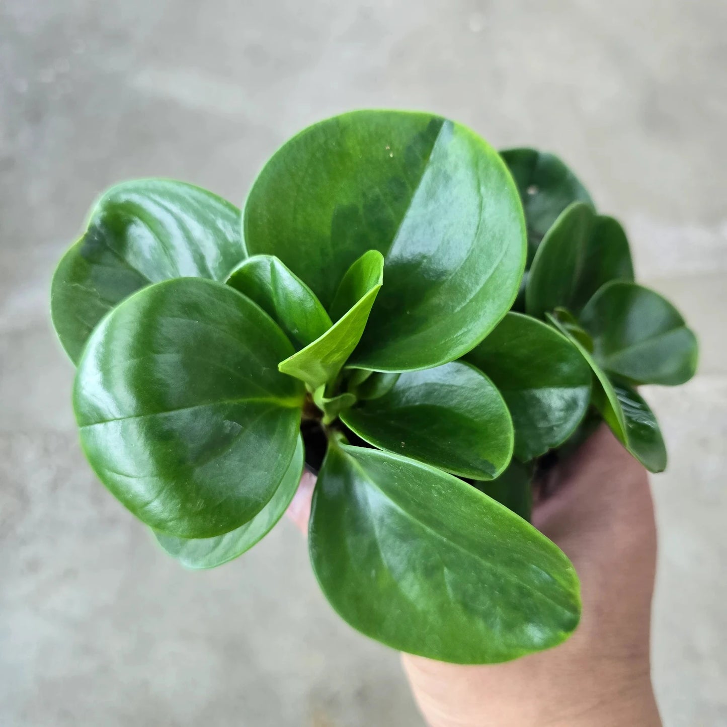 Peperomia Obtusifolia - 4''