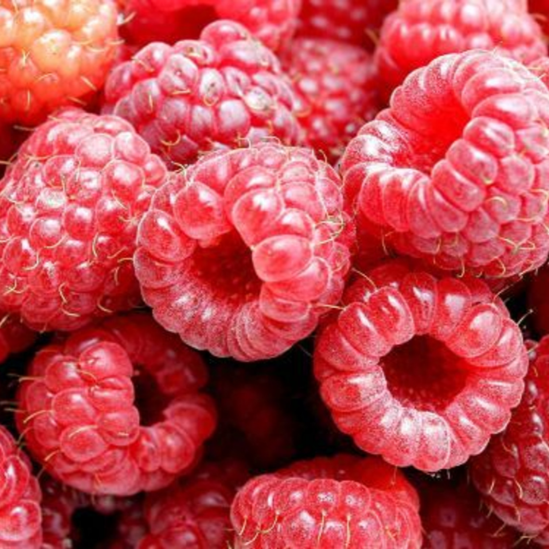 2 Nantahala Raspberry Plants 2 Boysenberry Plants