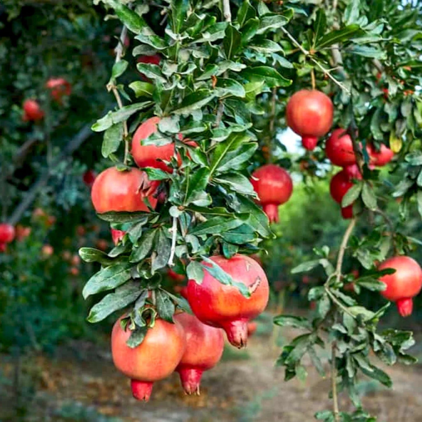 Pomegranate - 'Wonderful' - Punica granatum - Actively Growing Live Plant