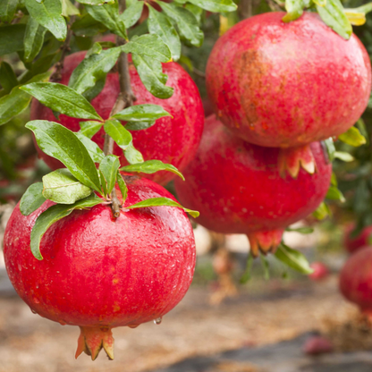 3 Plants : Salavatski Pomegranate - Dwarf Cavendish Banana - Sugarloaf Pineapple - Fruit Trees