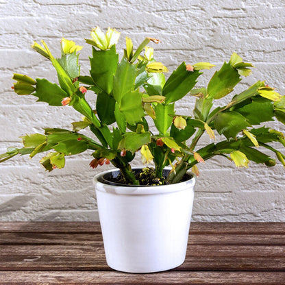 Yellow Christmas Cactus - 6''