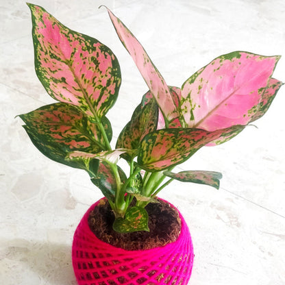 Aglaonema Pink Valentine - 4"