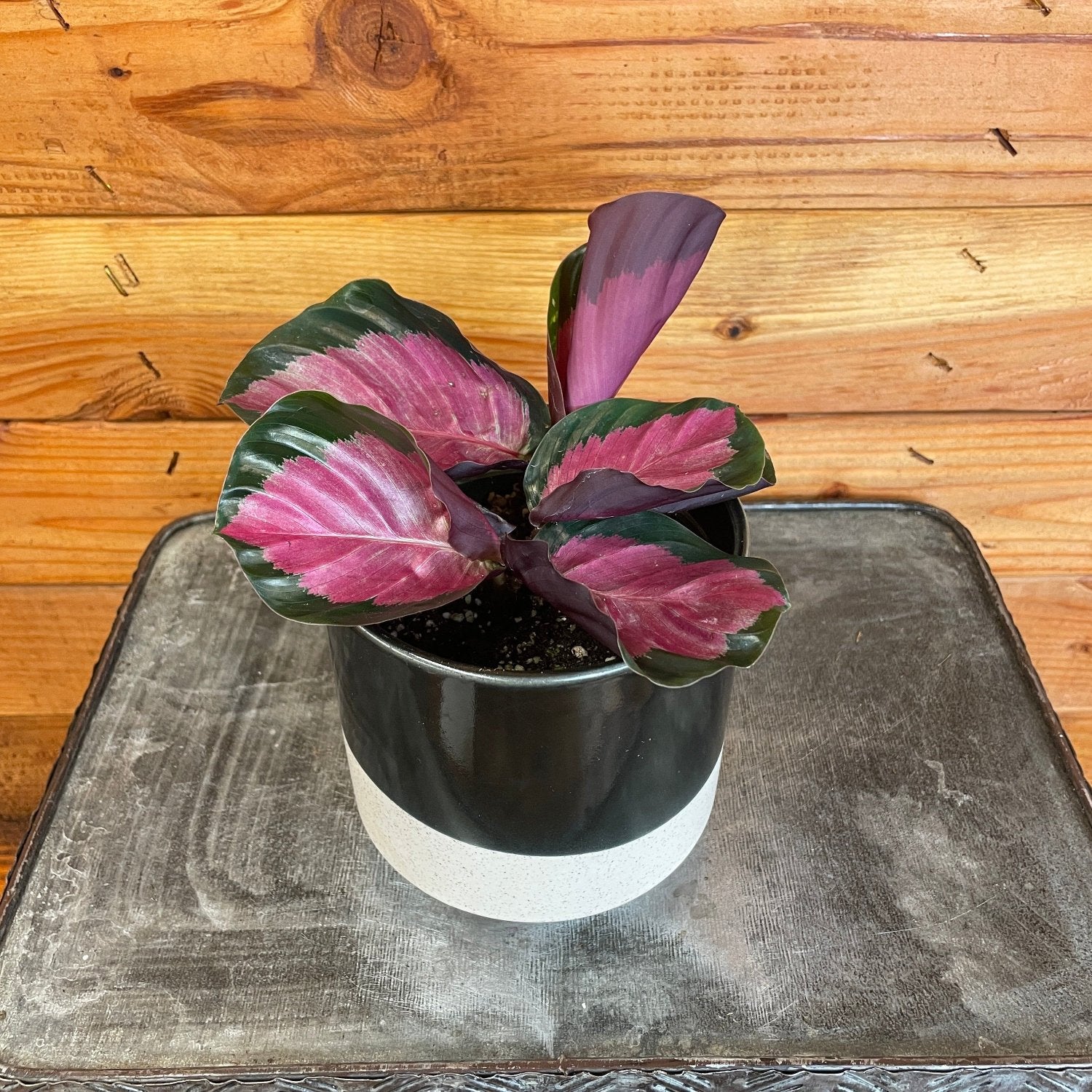 Calathea Roseopicta - 4"