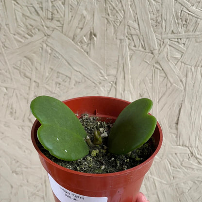 Hoya Kerrii Non-Variegated (2+ Leaves) - 4"