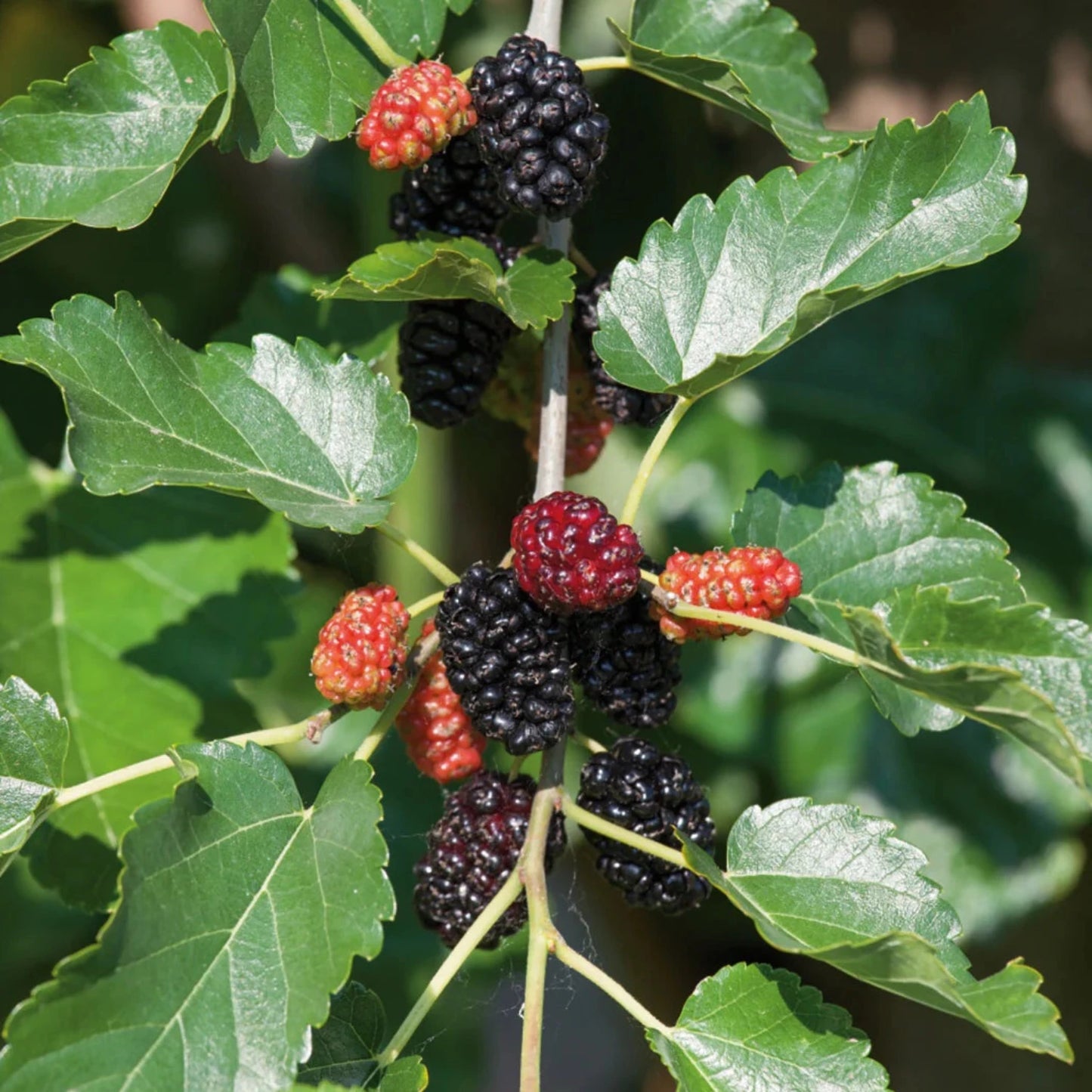 Blackberry - 'Ouachita' thornless - Rubus ouachita