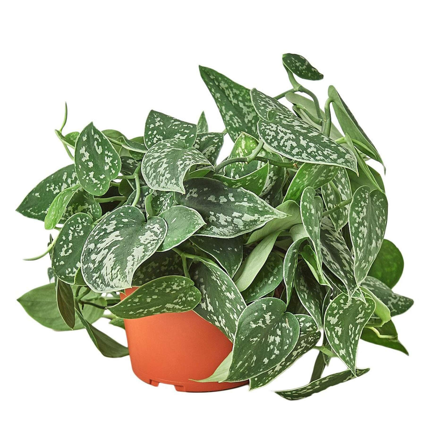 Satin Pothos - 6''