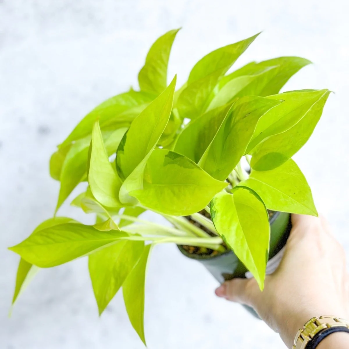 Neon Pothos - 2.5"