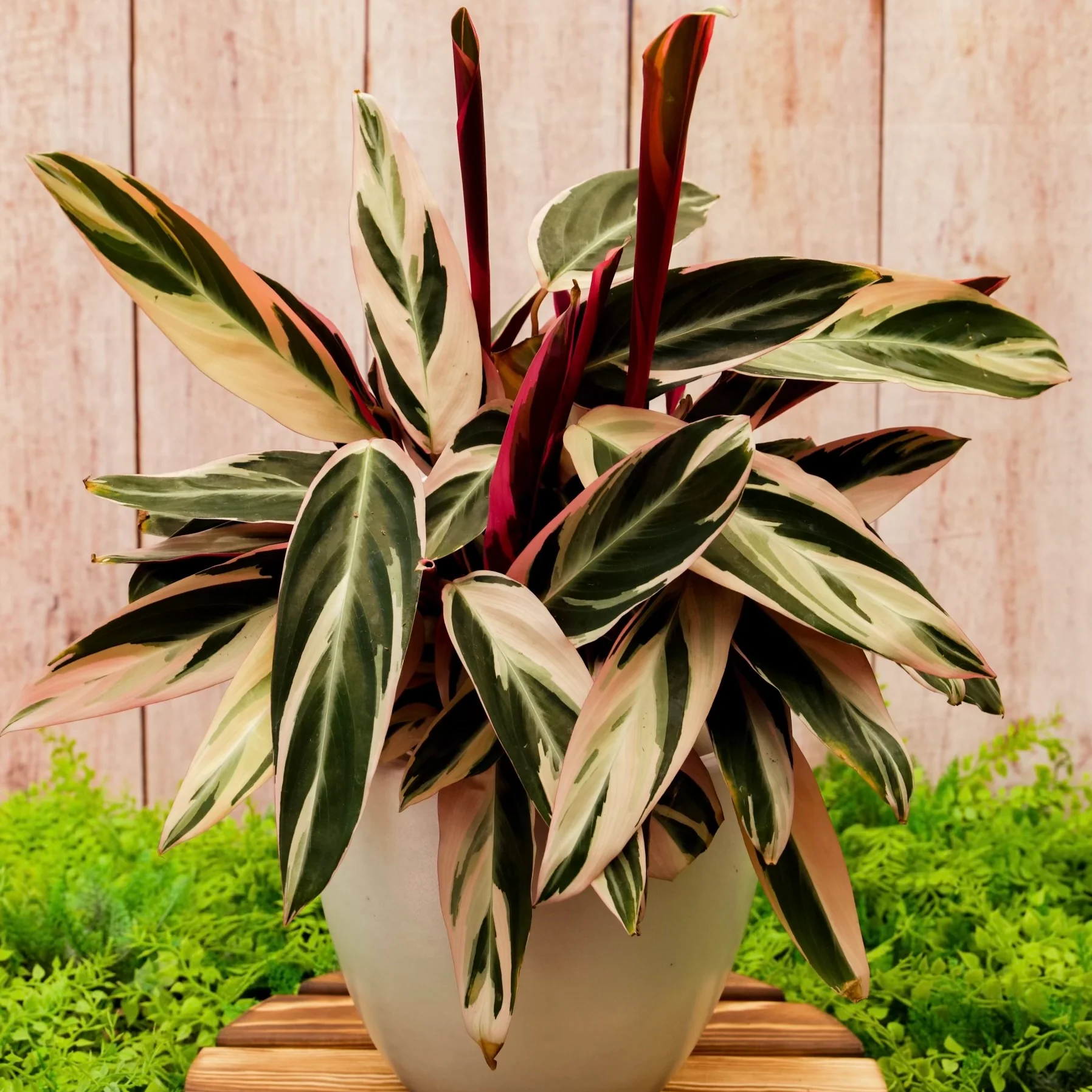 Calathea Triostar - 4''