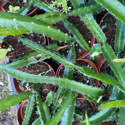 Dragon Fruit - 'Edgar's Baby - (HYLOCEREUS HYBRID)