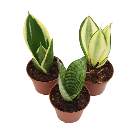 Mini Snake Plant Assortment - 3 Pots - 2.5"