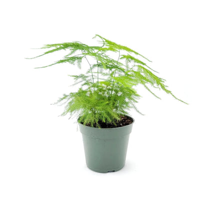 Plumosa Fern - 4''